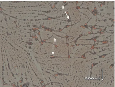 Gambar 2. Spermatozoa  setelah  mengalami  hipoosmotic  swelling  test.  a  :  Spermatozoa  yang membran  plasmanya  utuh  (ekornya  melingkar),    b  :  Spermatozoa  yang  membran plasmanya rusak (ekornya lurus)