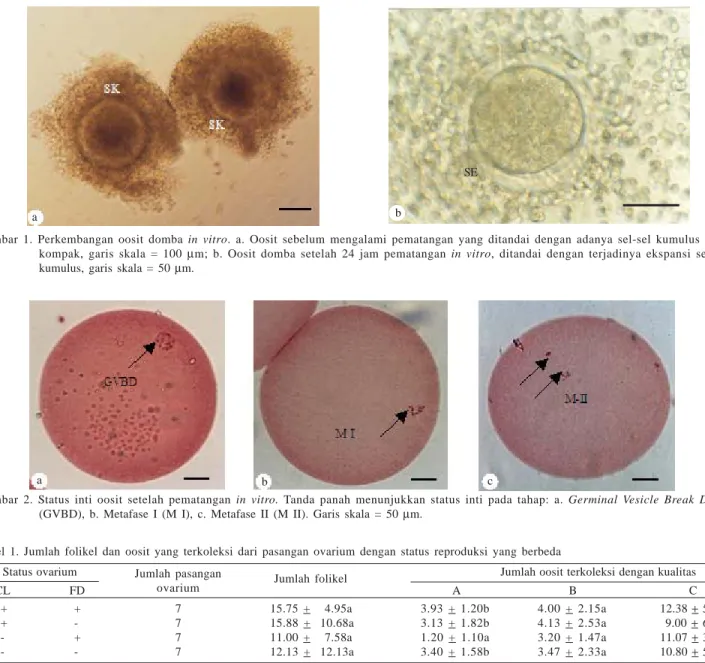 Gambar 2. Status inti oosit setelah pematangan in vitro. Tanda panah menunjukkan status inti pada tahap: a
