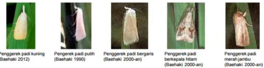 Gambar 3.1. Hama penggerek batrang padi ada lima jenis di Indonesia   (Baehaki, 2012) 