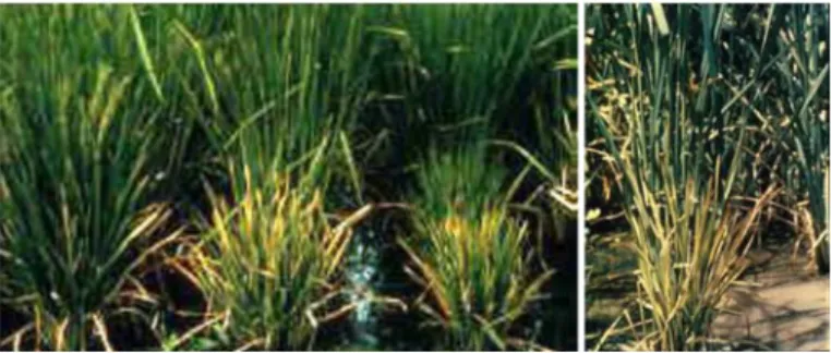 Gambar 3.4. Tanaman padi tampak pendek seperti rumput (IRRI, 1983) 