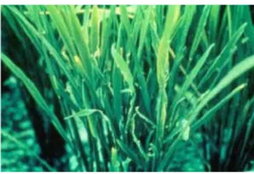 Gambar 3.5. Gejala malai tanaman padi yang terinfeksi virus kerdil hampa (IRRI, 1983) 