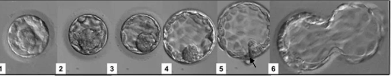 Gambar 1. Ekspansi blastosit dan hatching pada embrio  Sumber: Kovačič &amp; Vlaisavljević (2012) 