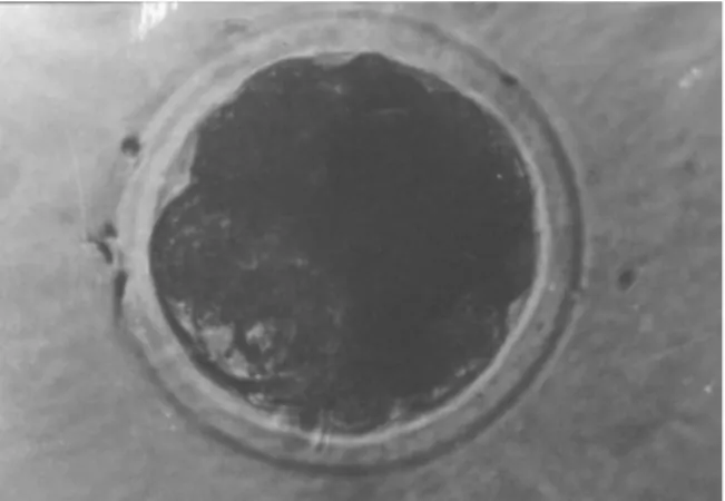 Gambar 2.  Embrio sapi peranakan Ongole  stadium 32 sel 