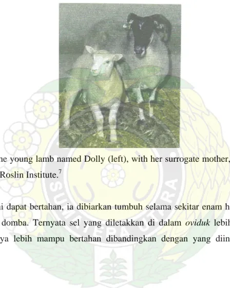 Gambar 2. The young lamb named Dolly (left), with her surrogate mother, was created by  cloning at the Roslin Institute