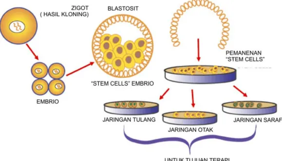 Gambar 1  Pembuatan stem cells untuk tujuan terapi (AHRP Presents, 1997). 