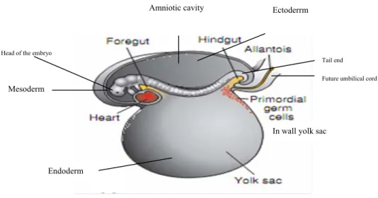 Gambar 1. Embrio pada akhir minggu ke tiga, menunjukkan primordial germ sel pada  dinding yolk sac, yang mendekati perlekatan