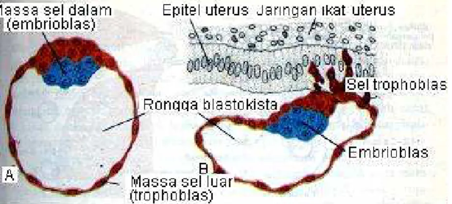 Gambar  10.1  Blastokista  manusia    did  lam  rongga  rahim  4,5  hari   setelah pembuahan (Sadler, 1988) 