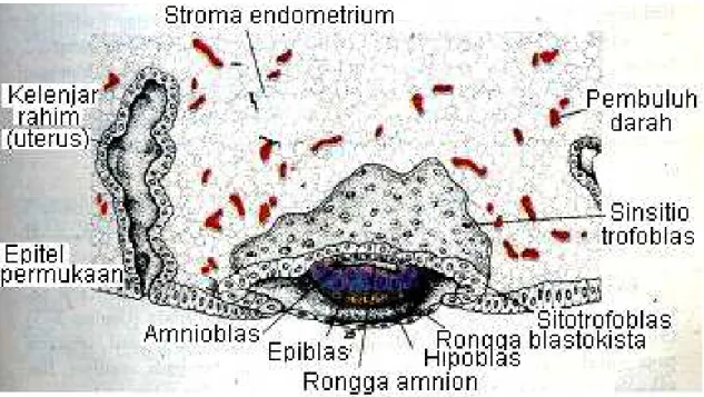 Gambar 10.2 Blastokista manusia umur 7.5 hari, sebagian terbenam di  dalam stroma endometrium