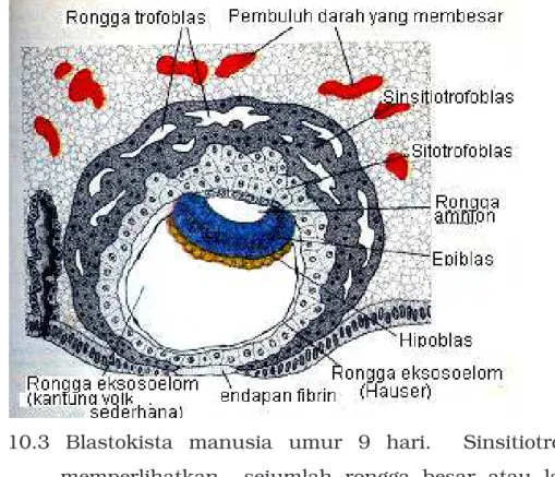 Gambar  10.3  Blastokista  manusia  umur  9  hari.    Sinsitiotrofoblas  memperlihatkan    sejumlah  rongga  besar  atau  lacunae  (Sadler, 1988) 