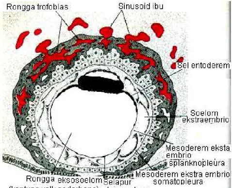 Gambar  10.4    Blastokista  manusia  umur  12  hari  .    Rongga  trophoblas  pada kutub  embrio berhubungan dengansinusoid ibu di  dalam  stroma  endometrium,  mesoderem  ekstra  embrio  bertambah  banyak  dan  mengisi  ruang  antara  selaput   eksosoelo