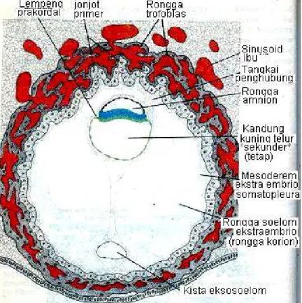 Gambar  10.5  Blastokista  manusia  umur  13  hari.    Rongga  trofoblas  sekarang berada pada kutub embrional dan ab embrional  dan  terbentuk  peredaran  darah  utero-plasenta  (Sadler,  1988)  