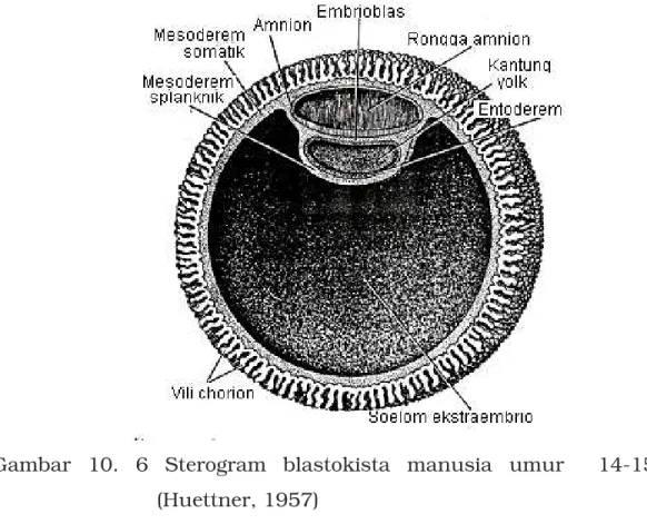 Gambar  10.  6  Sterogram  blastokista  manusia  umur    14-15  hari  (Huettner, 1957) 