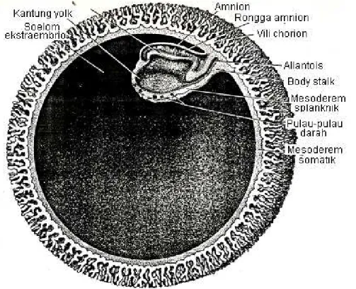 Gambar  10.7  Stereogram  blastokista  manusia  umur    20-22  hari  (huettner, 1957)