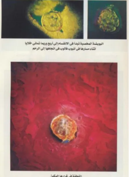 Gambar 3. Nuṭfah (sperma/zigot) di dalam Rahim 54