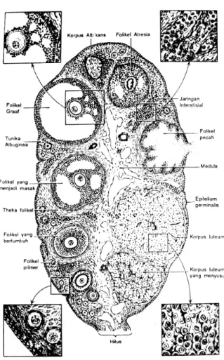 Gambar 1. Potongan ovarium mamalia (Hunter 1995). 