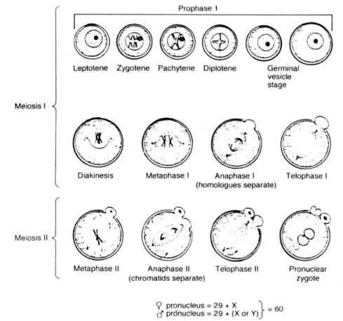 Gambar 2. Pembelahan meiosis dan maturasi oosit (Gordon 1994). 