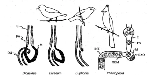 Gambar 3. Skema beberapa tipe proventrikulus dan ventrikulus pada burung pemakan  buah