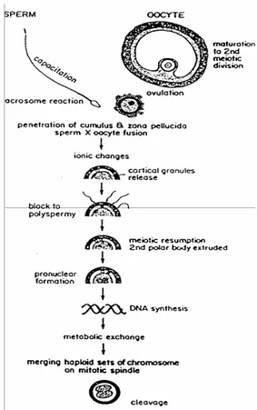 Gambar 4 Interaksi oosit-sperma dalam proses fertilisasi (Hafez &amp; Hafez 2000). 