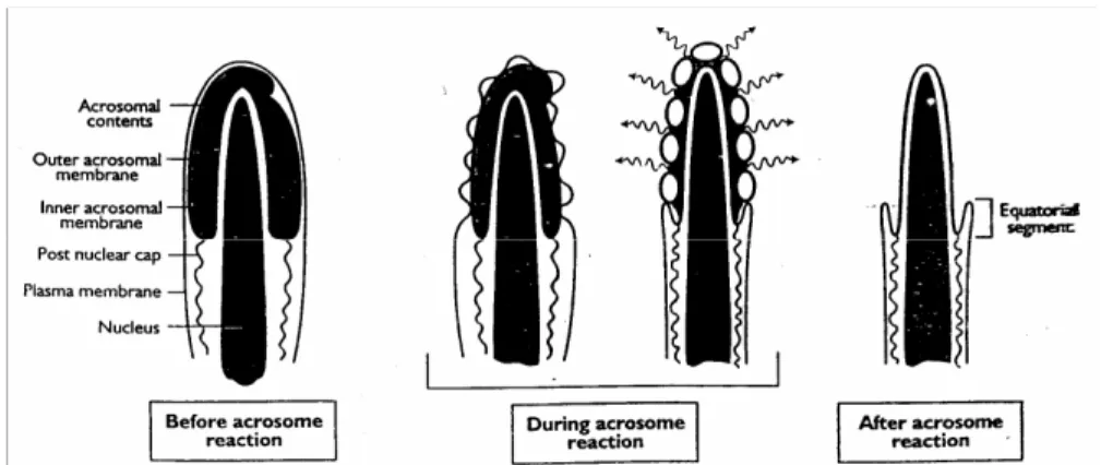 Gambar 5 Perubahan pada sperma selama reaksi akrosom (Senger 1999). 