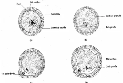 Gambar 2 Aktivitas meiosis pada oosit (Johnson &amp; Everitt 1995). 