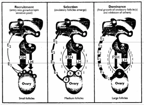 Gambar 3  Proses rekrutmen, seleksi dan dominan pada ovarium selama  perkembangan folikel (Senger 1999)