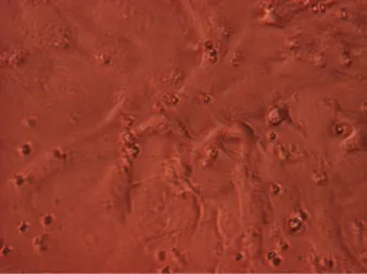 Gambar 1. Foto mikroskopis kultur sel granulosa folikel ovarium domba pada kondisi konfluen setelah diinkubasi selama 72 jam (3 Hari) (Perbesaran 400 x).