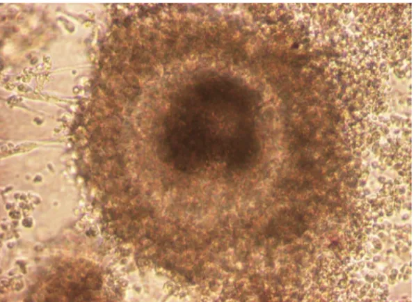 Gambar 1. Foto mikroskopis kultur sel granulosa folikel ovarium domba pada kondisi konfluen setelah diinkubasi selama 72 jam (3 Hari) (Perbesaran