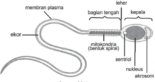 Gambar 2.2. struktur spermatozoa  9 