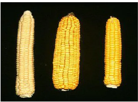 Gambar  1.  Beberapa  tipe  jagung  berdasarkan  bentuk  kernelnya  (kiri  ke  kanan: flint, dent, dan yellow flour (Anonim b , 2005)