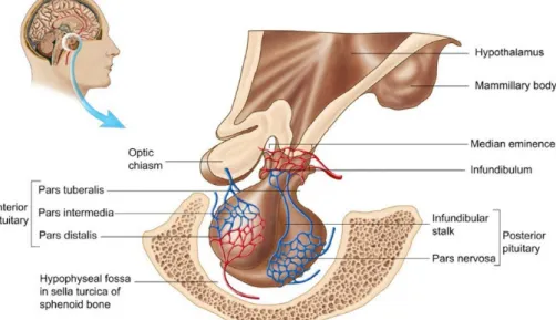 Gambar 1. Ilustrasi Anatomi Kelenjar Hipofisis 1  Epidemiologi