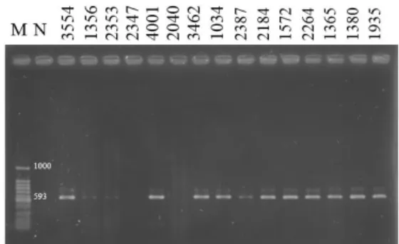 Tabel  1.  Distribusi  Keberadaan  Gen  CTX-M  isolat kilnik E.coli di berbagai ruang RSUD Dr