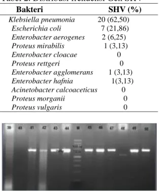 Tabel 2. Distribusi frekuensi Gen SHV  Bakteri                       SHV (%)      Klebsiella pneumonia            20 (62,50)       Escherichia coli                     7 (21,86)    Enterobacter aerogenes         2 (6,25)  Proteus mirabilis             1 (3