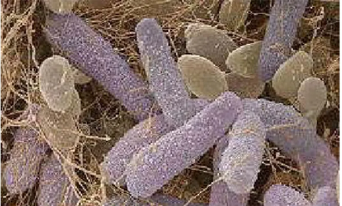 Gambar 2.8  Acetobacter xylinum 
