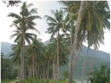 Gambar 2.1. Pohon kelapa 