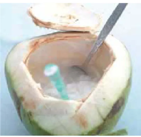 Gambar 2.2 Air kelapa 