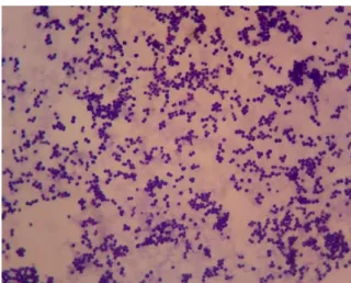 Gambar 4.2. Bakteri Staphylococcus aureus tampak  mikroskopis 
