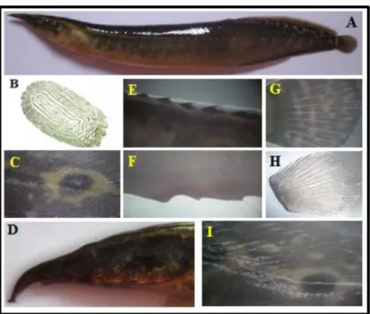 Gambar  1.  Karakter  Morfologi  Ikan  Sili  yang  Ditemukan  di  Sungai  Ngrowo,  Kabupaten  Tulungagung,  A)  Ikan  Sili  (panah  kuning  menunjukkan  ocelli);  B)  Sisik  ikan  tipe  sikloid,  perbesaran  200  kali;  C)  Ocelli  pada  dasar  sirip  dors