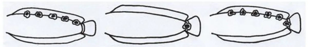 Gambar  2  Letak  ocelli,  A)  Letak  ocelli  pada  M.  aculeatus;B)  Letak  ocelli  pada  M