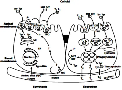 Gambar  2.1. Regulasi hormon tiroid 11