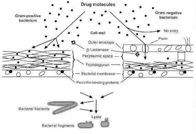 Gambar 2. Dinding sel bakteri Gram positf dan Gram negatif dan masuknya antibiotik  melalui porin pada dinding bakteri Gram negatif (Neu dan Gootz, 2001) 