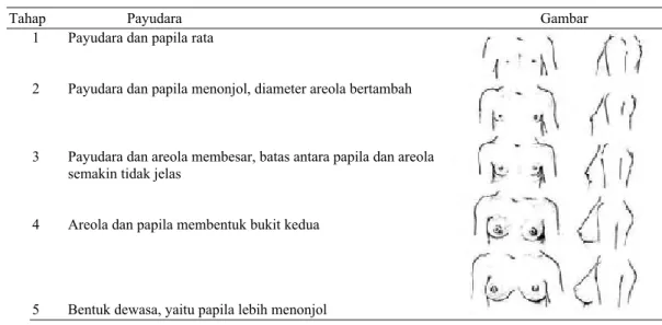 Tabel 4  Pola perkembangan payudara (Marshall &amp; Tanner 1969)