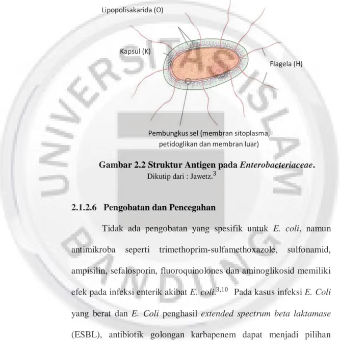 Gambar 2.2 Struktur Antigen pada Enterobacteriaceae. 