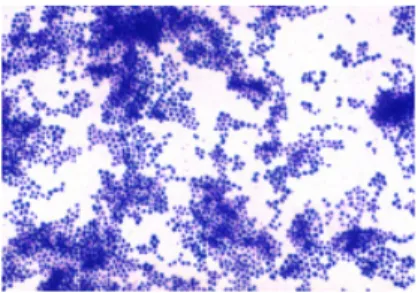 Gambar  1.  Gambar  mikroskopik  Staphylococcus  aureus  pada  pewarnaan  Gram,  terlihat bakteri berbentuk bulat/coccus (sumber: Yuwono, 2009) 