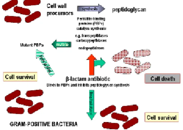 Gambar  4.  Skematik  pembentukan  galur  resisten  beta  laktam  karena  S.  aureus  memproduksi  enzim  penisilinase  (betalaktamase)  dan  karena  terjadi  perubahan  pada PBP seperti yang terjadi pada MRSA