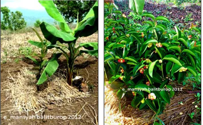 Gambar 2.   Penggunaan mulsa jerami dan naungan pisang pada tanaman manggis muda (kiri) dan  tanaman manggis muda asal sambungan yang sehat dan berbuah lebat dengan penggunaan  jerami  (kanan)
