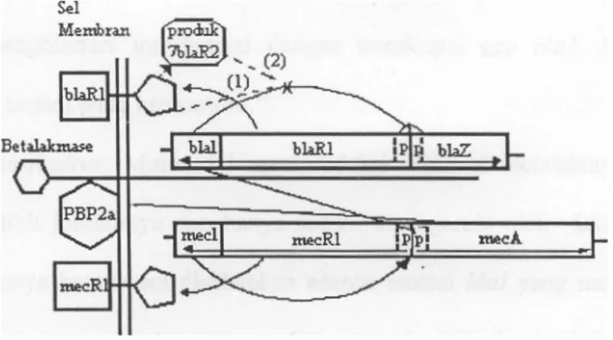Gambar 3.2 Mekanisme regulasi induksi betalaktam S.aureus   Dikutip dari: Kernodle. 13 