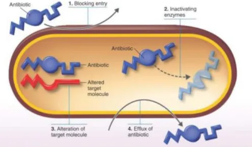 Gambar 1. Mekanisme Resistensi Bakteri (Tortora et al. 2010) 