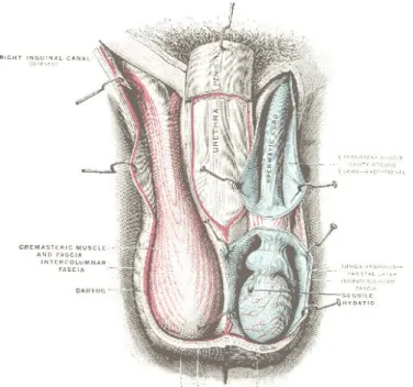 Gambar 1. Anatomi Testis, dikutip dari  Gray 23 2.2 Torsio Testis  