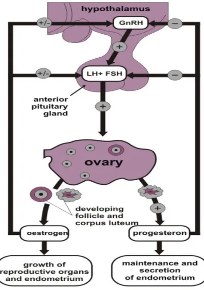 Gambar 2. 1 Hormonal regulation of the female reproductive system      (FSH, GnRH, LH) (Adapted from Szar, 2007)