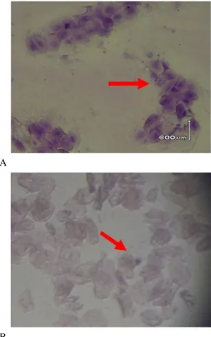 Gambar  4.  Gambar  siklus  birahi  tikus  model  SOPK  setelah  diterapi  dengan  Rat  Bone  Marrow  Stem Cell pada pembesaran 40 kali